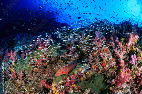 Fototapeta Naklejka Na Ścianę i Meble -  Grouper and a variety of tropical fish on a healthy, colorful coral reef in Thailand
