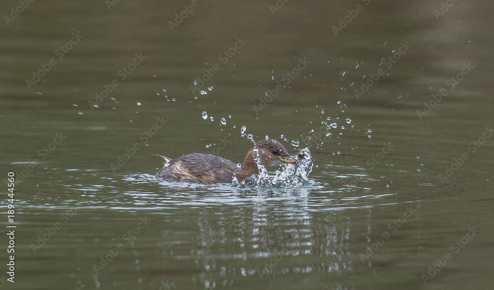 Fototapeta premium zwergtaucher