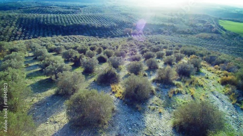Aerial View of olive trees in Italy