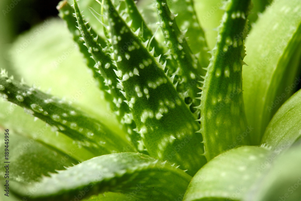 Cactus.Aloe vera palnt . Clsoeup .Tropical planrt.Copy space Cactus.Aloe vera palnt . Clsoeup .Tropical planrt.Copy space