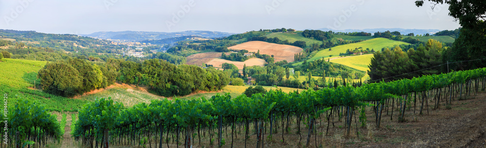 Naklejka premium Panorama of summer vineyards in Italy, Tuscany 