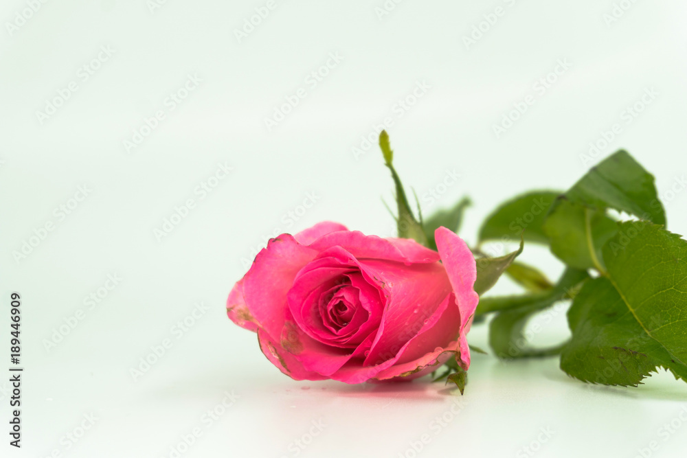 Bouquet of roses on white background. Bouquet of roses on white background.
