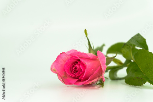 Bouquet of roses on white background.