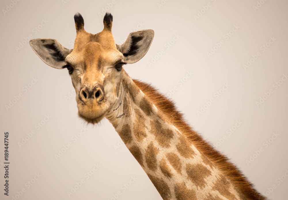 Obraz premium Giraffen (Giraffa)