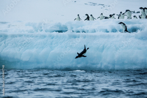 Penguin jumping off iceshelf