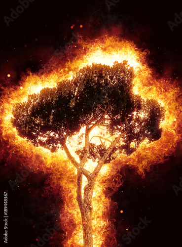 Принти на полотні Tall leafy tree ablaze with fiery flames