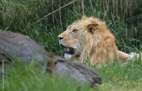 portrait of a young lion resting in the bush