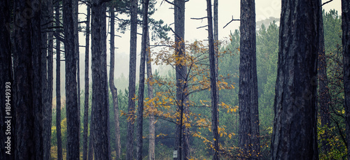 Photography magic dream forest background