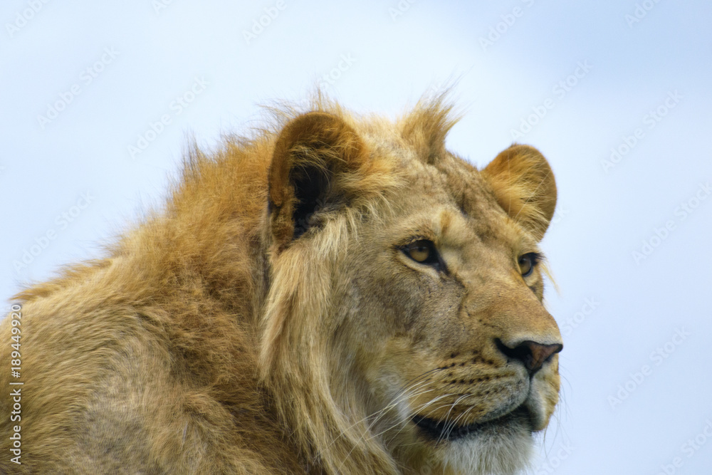 close up portrait of a young lion close up portrait of a young lion