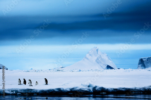 Penguins on an iceshelf having a meeting