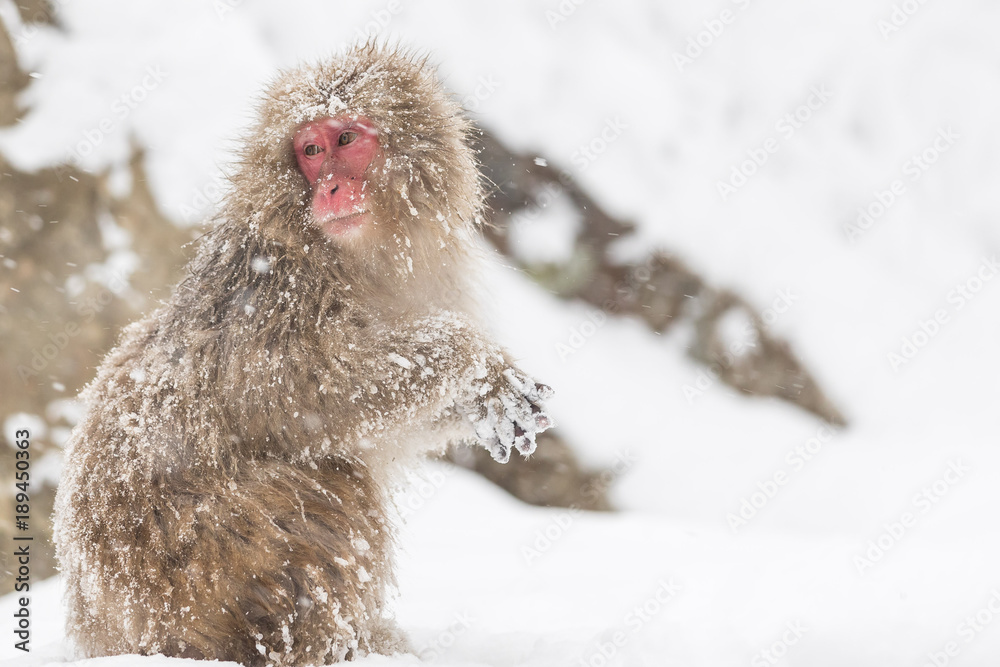 Jigokudani Monkey Park , monkeys bathing in a natural hot spring at Nagano , Japan Jigokudani Monkey Park , monkeys bathing in a natural hot spring at Nagano , Japan