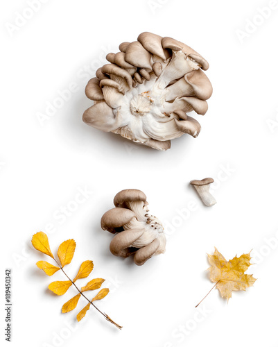 Oyster mushrooms and various dry autumn leaves on a clean white background..