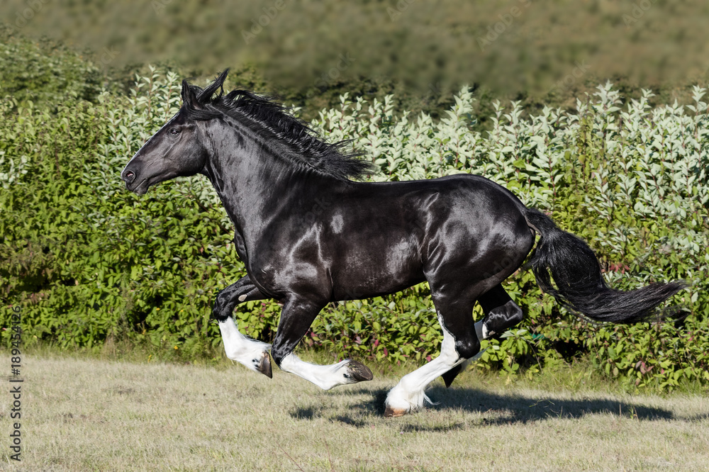 Black horse runs gallop on the field in summer Black horse runs gallop on the field in summer