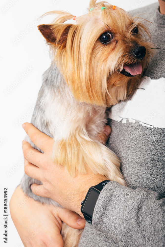 yorkshire terrier on male hands, on white background, close-up yorkshire terrier on male hands, on white background, close-up