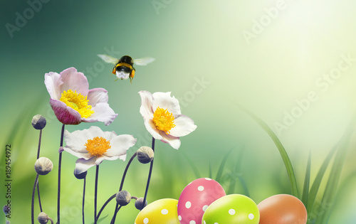 Beautiful spring background for easter congratulation with copy space. Flowers Japanese anemones  colorful Easter eggs and flying bumblebee on nature in the grass in fresh morning close-up macro.