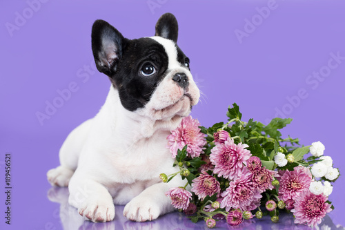French bulldog puppy and flowers