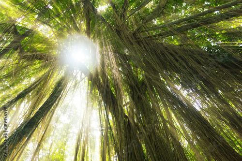 Tropical exotic rain forest jungle sun light rays