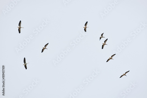 Slika na platnu Flock of birds