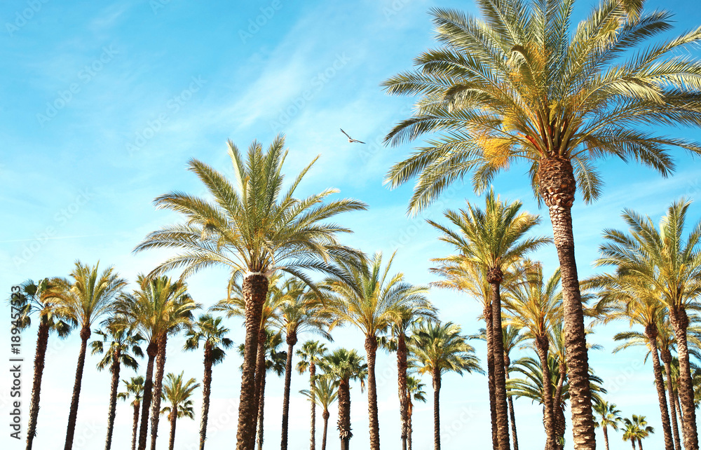 Travel, tourism, vacation, nature and summer holidays concept - palm trees, blue sky background amazing landscape