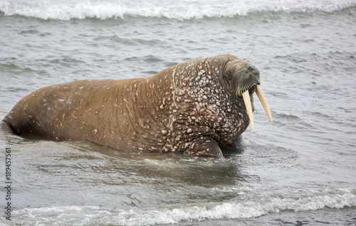 Walrus in the sea