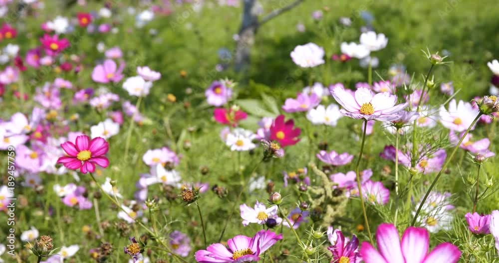 Beautiful Cosmos flower field Beautiful Cosmos flower field
