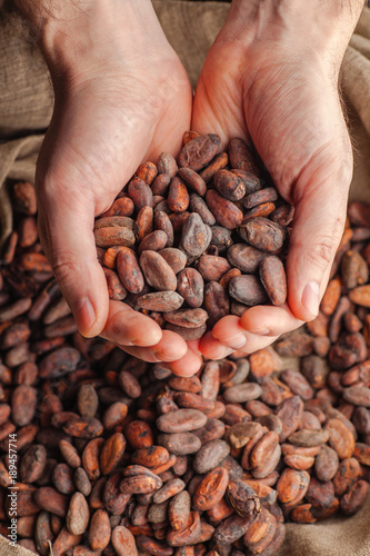 Hands holding raw cocoa beans