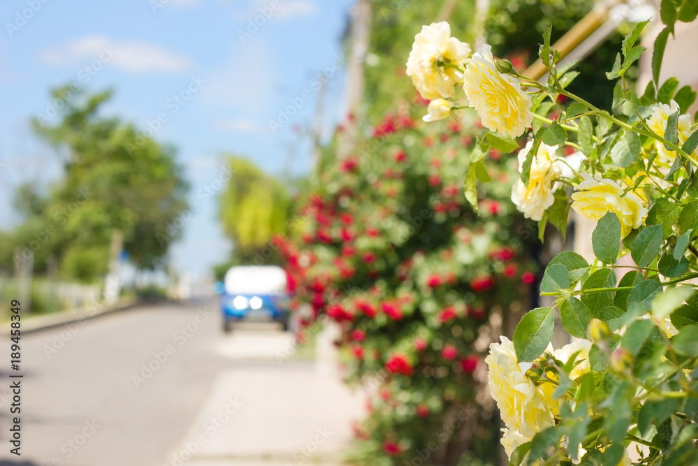 Yellow roses on a background of a street with trees and sky. Sunny summer day, flowers border in blur background
