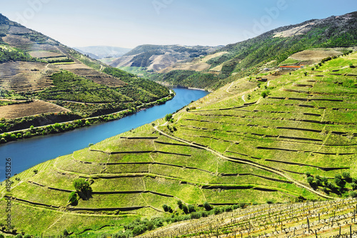 Vineyards in Douro Valley, Portugal, Portuguese port wine photo