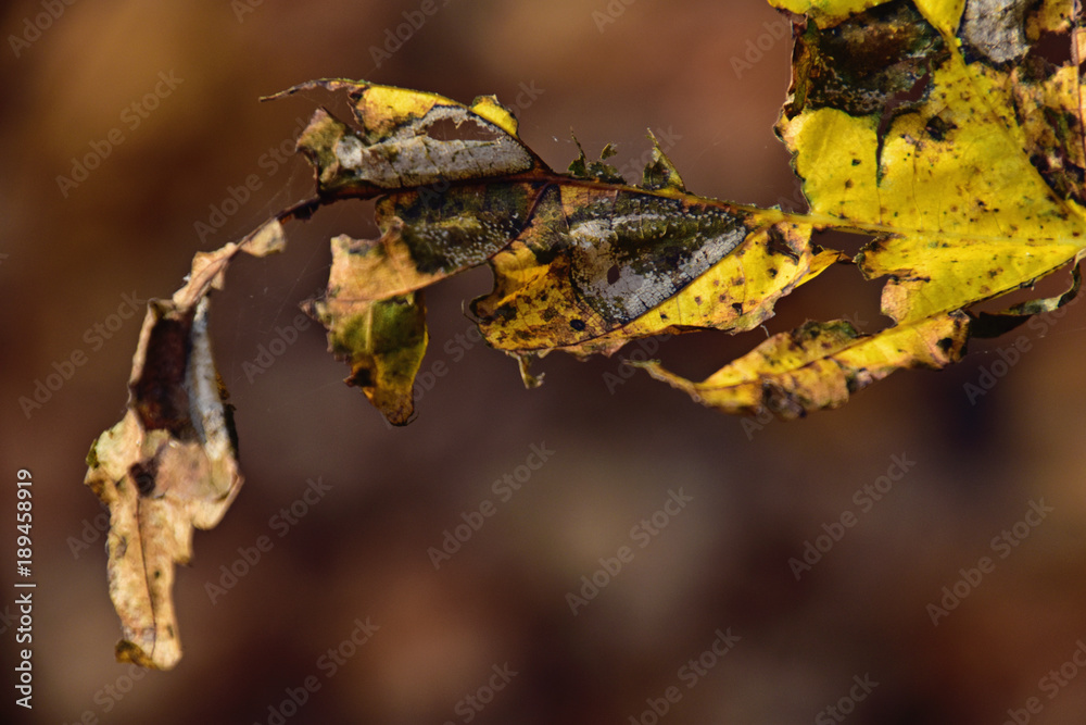 colorful autumn leaves on a tree branch in the warm sunshine colorful autumn leaves on a tree branch in the warm sunshine