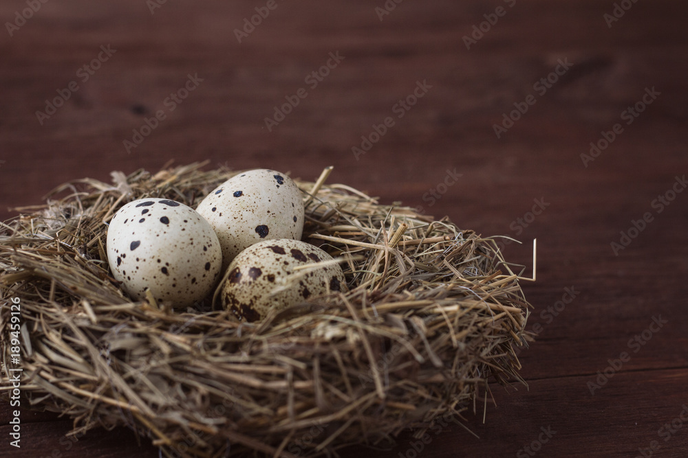 Quail eggs in a Nest on a Dark Brown Wooden background Quail eggs in a Nest on a Dark Brown Wooden background