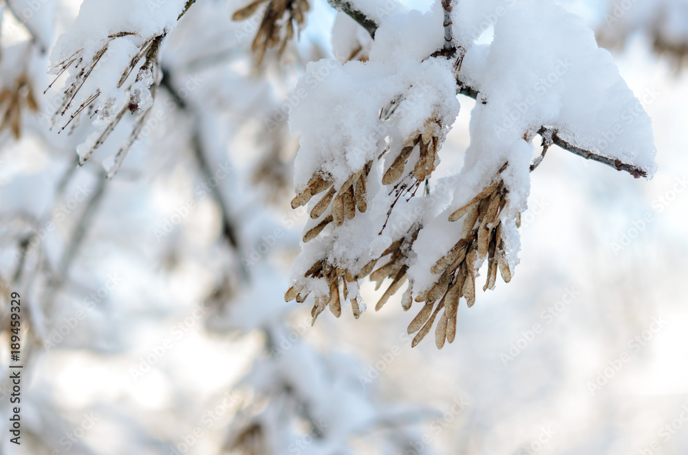 The maple seeds are covered with a thick layer of snow. The maple seeds are covered with a thick layer of snow.