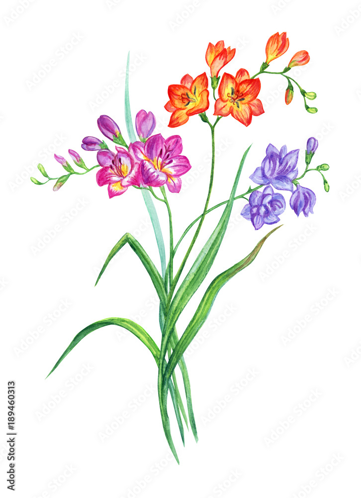 Bouquet of multicolored freesia, watercolor drawing on white background, isolated with clipping path.