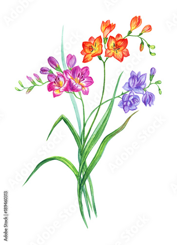 Bouquet of multicolored freesia, watercolor drawing on white background, isolated with clipping path.