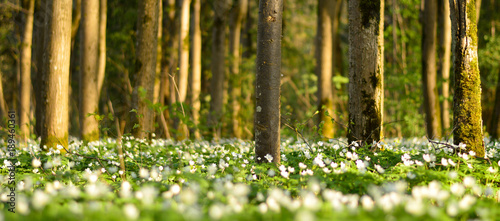 A meadow in a forest with white blossoming flowers