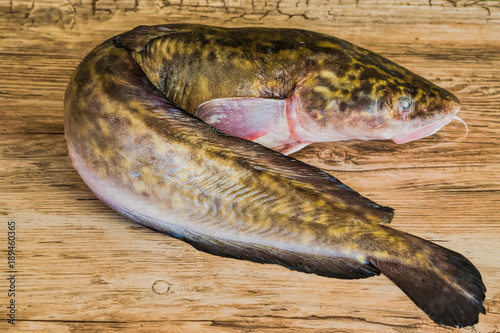 Photography Raw freshwater fish burbot closeup on old wooden table