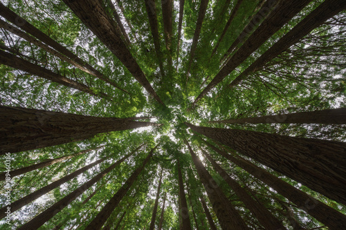 Californian Redwood Forest  Great Otway National Park  Victoria  Australia.