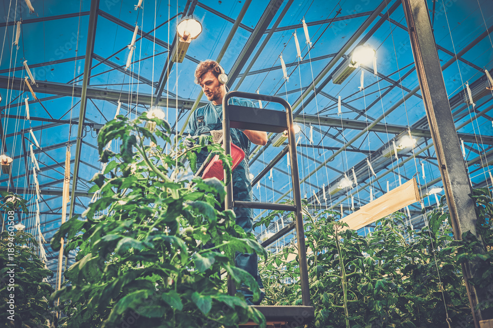 Young attractive man harvesting tomatoes in greenhouse