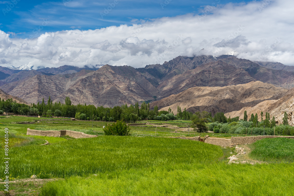 Rice field and mountain on Leh in summer, Ladakh, Jammu Kashmir, India