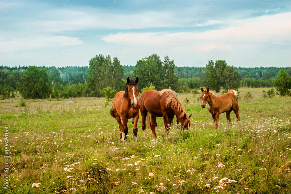 Three red horses graze on  flowering meadow