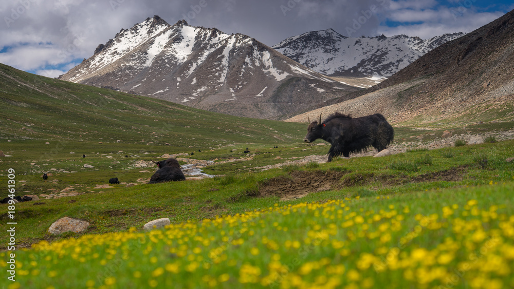 Black Yak in grass field in summer, Leh, Ladakh, Jammu Kashmir, India