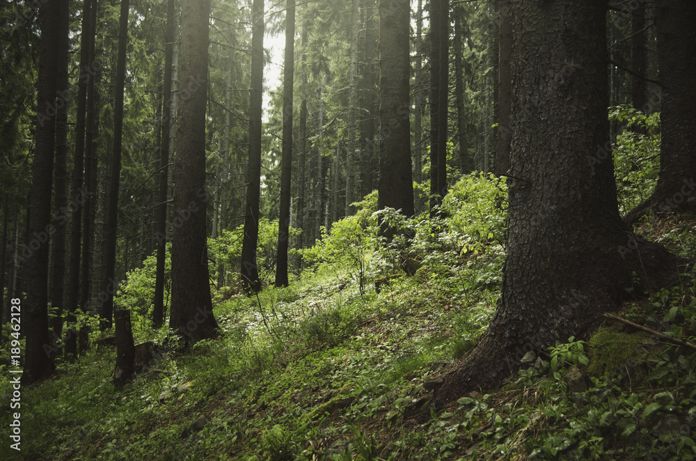 Obraz premium natural landscape, pine trees in green forest