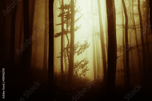 autumn sunset in surreal fo...