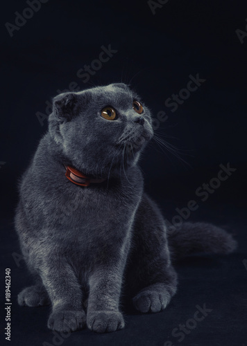Scottish fold grey cat on black background