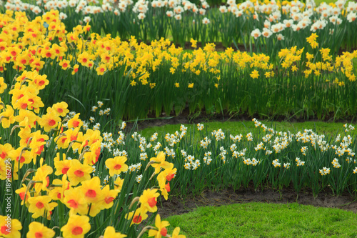 Fototapeta Naklejka Na Ścianę i Meble -  Narzissen im Frühling