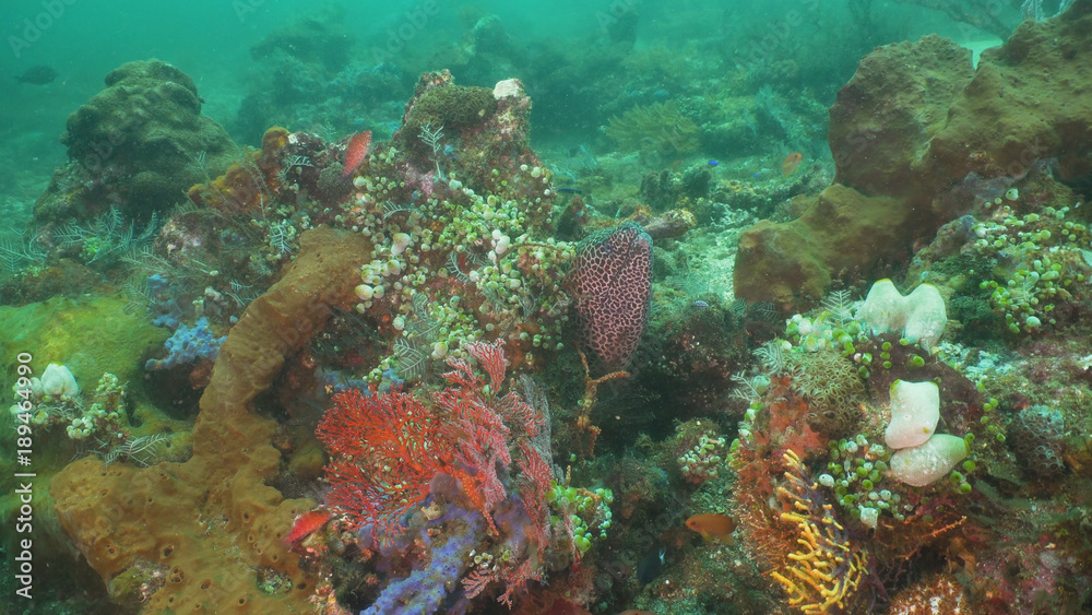 Moray eel on coral reef. Underwater world with corals and tropical fish. Diving and snorkeling in the tropical sea. Travel concept. Bali,Indonesia.