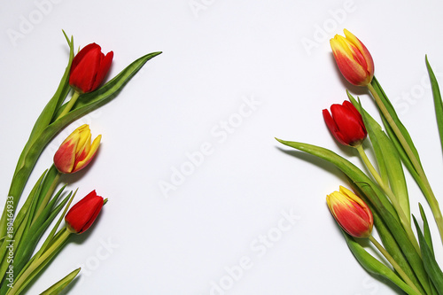 Blooming beautiful tulips on a white background. Spring. International Women's Day.