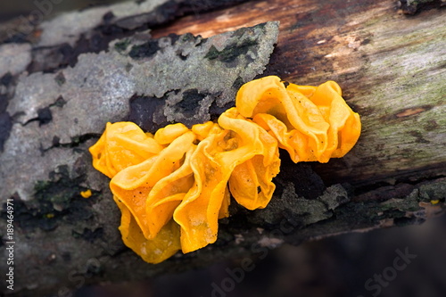  Yellow brain fungus, also known as golden jelly fungus, yellow trembler, and witches' butter photo