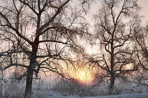 Earlier frosty morning, the sun rising from behind the trees in the frost. 