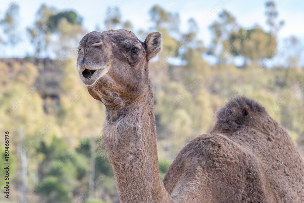 Obraz premium Camel, Dromedary (Camelus dromedarius)