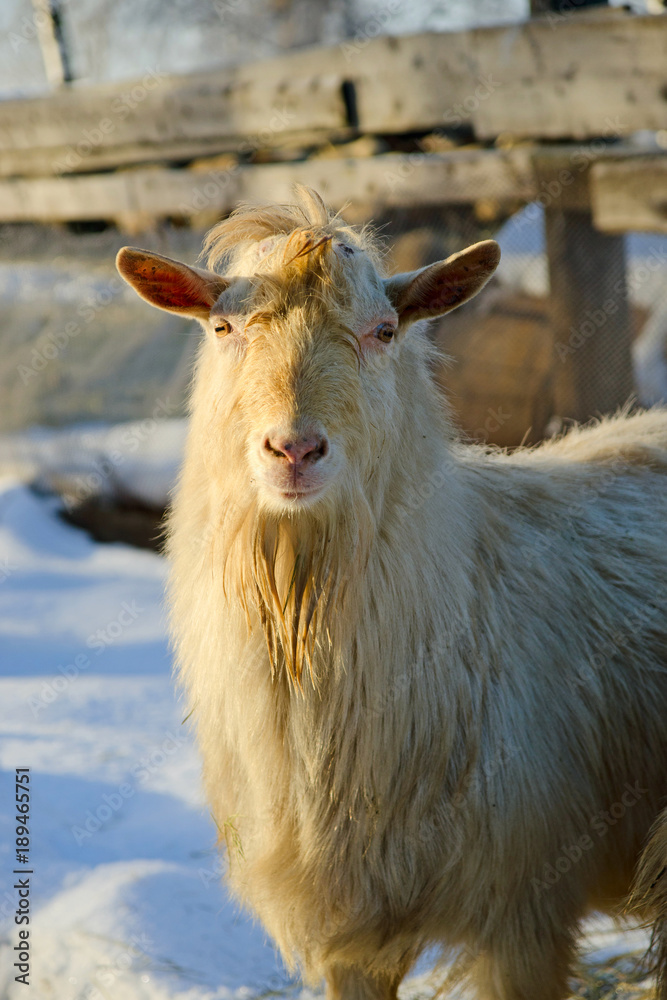 goats on winter walk